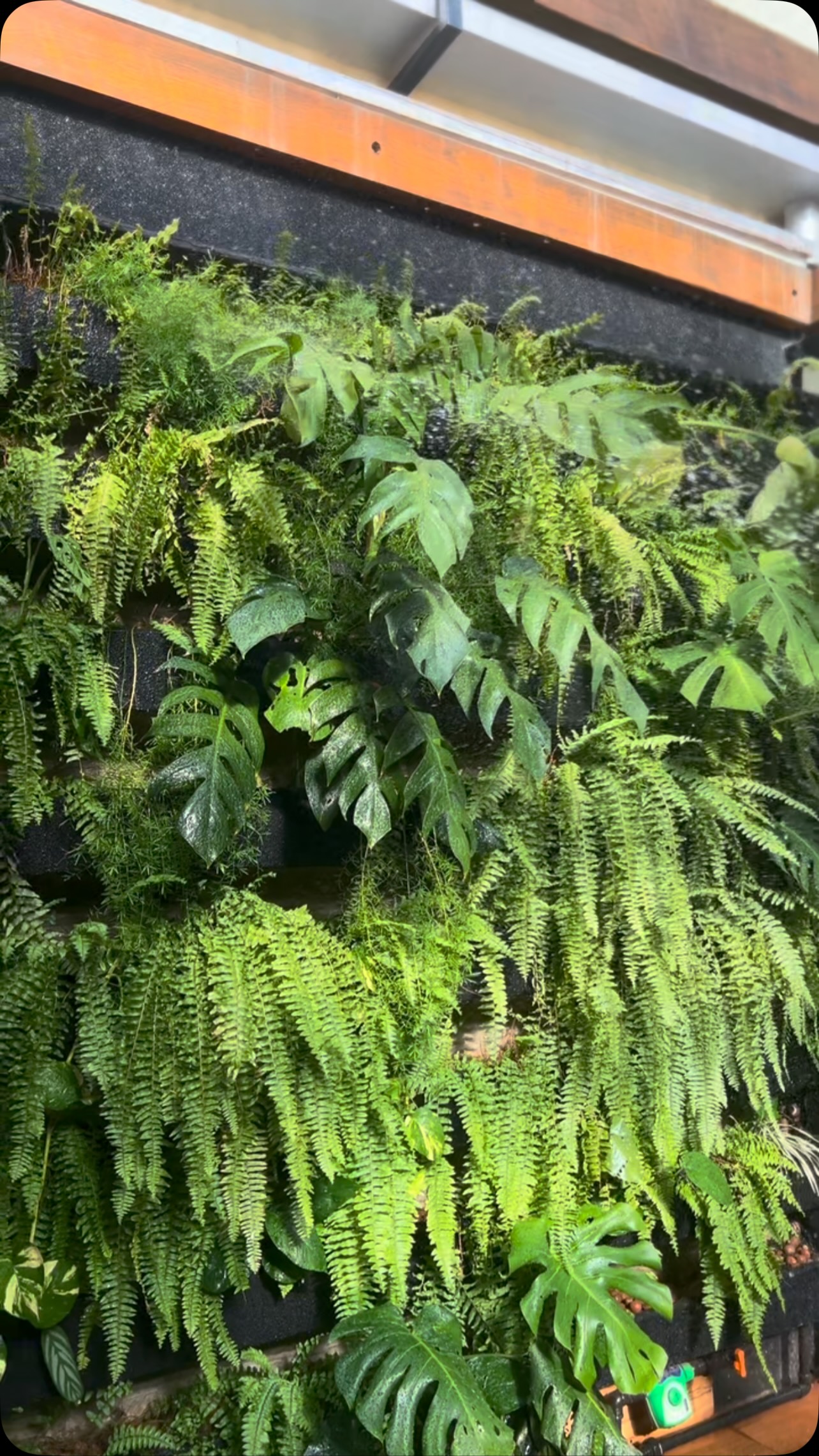 Como escolher Revestimento Cristal para jardim vertical